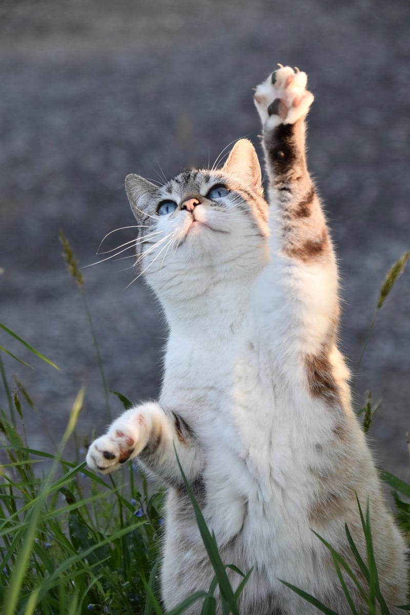 Tai Chi